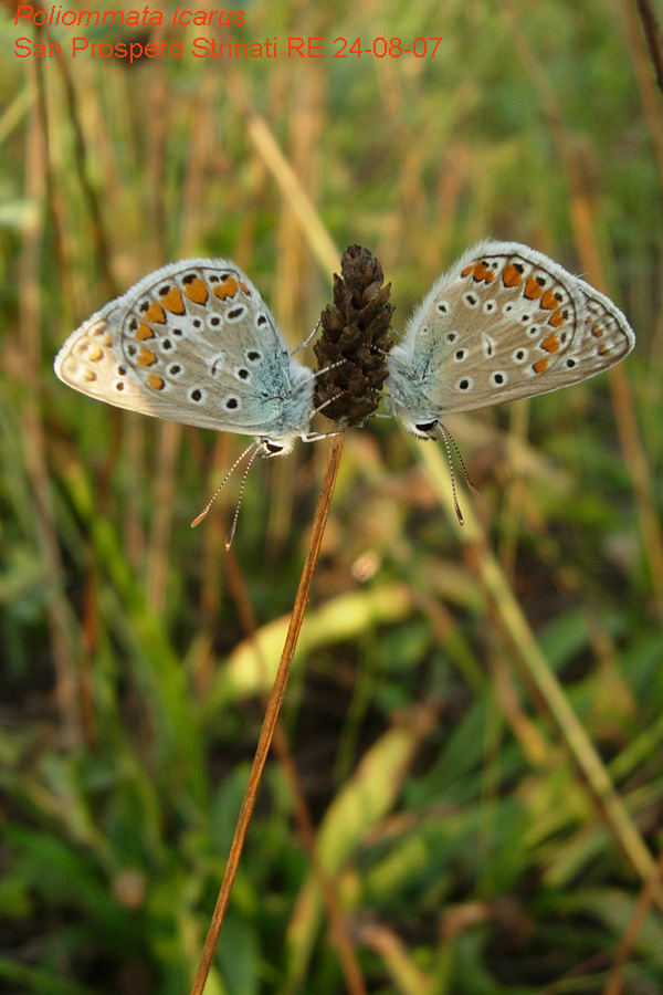 Poliommata icarus